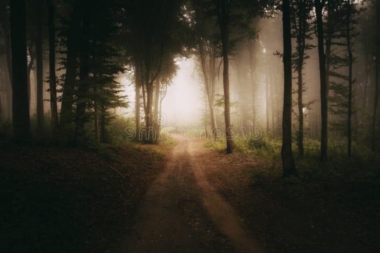 Que faire à ceux qui ont tout perdu pour retrouver espoir 40 un chemin lumineux dans une foret sombre
