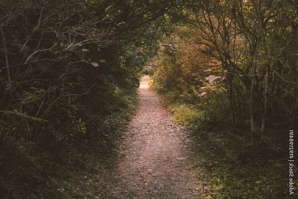 L'Au-delà Existe-t-il Réellement Ce Que Disent les Experts et les Témoins 1 un chemin mysterieux a travers la foret