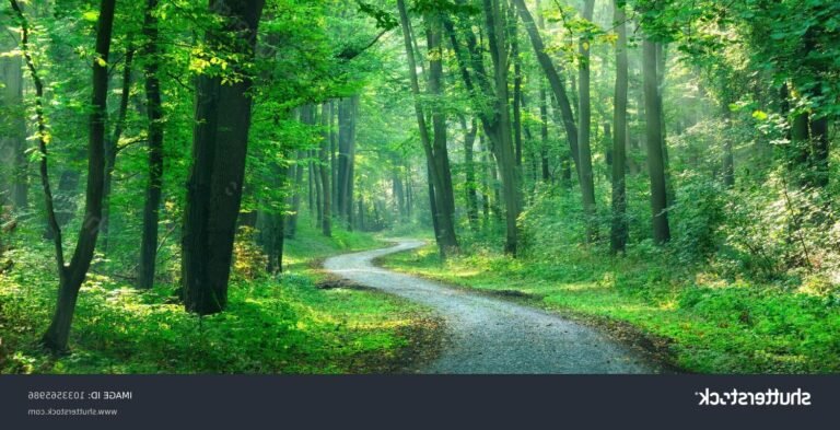 un chemin sinueux a travers une foret