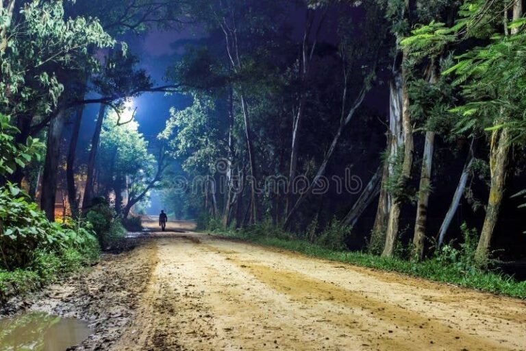 Une vie comme les autres : Qu'est-ce qui rend cette expérience unique 26 un chemin solitaire dans la nature