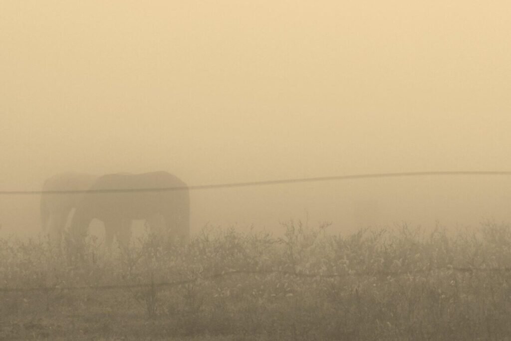 Que signifie « Sans atout » et qui est le cheval fantôme