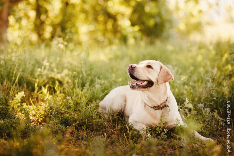 un chien jouant dans un parc verdoyant