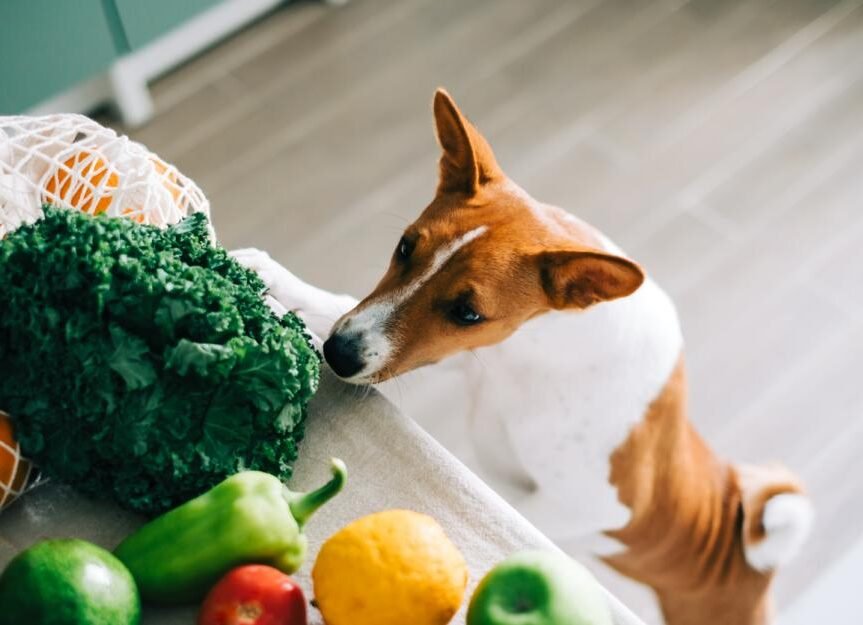 Comment Nourrir Son Chien Sans Croquettes : Quelles Alternatives S'offrent à Vous 6 Comment Nourrir Son Chien Sans Croquettes : Quelles Alternatives S’offrent à Vous