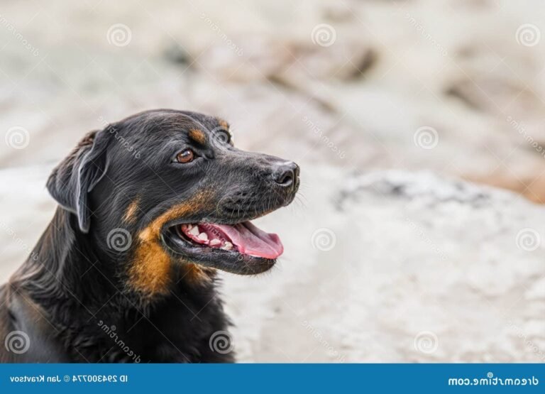 un chien pensif regardant au loin