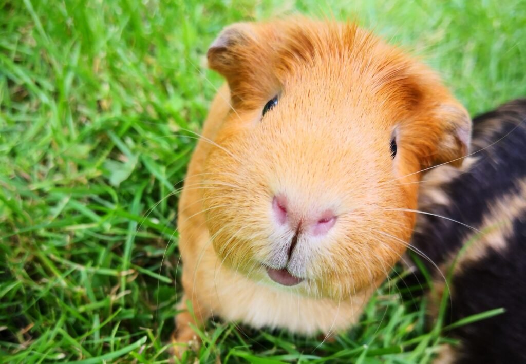 Comment adopter un cochon d'Inde et bien s'en occuper 3 Comment adopter un cochon d’Inde et bien s’en occuper