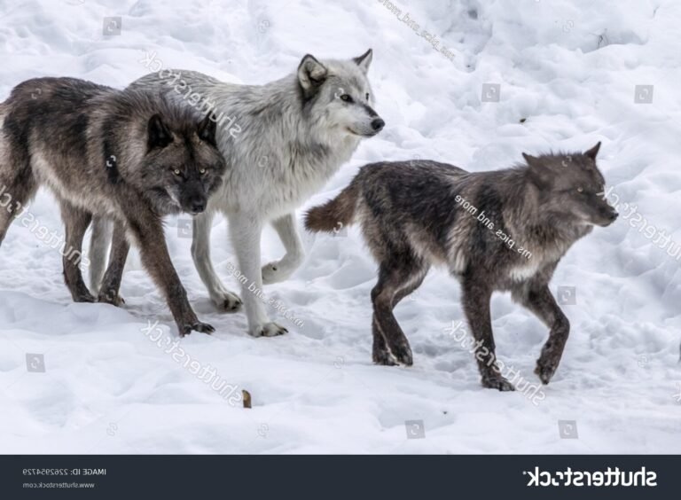 Que signifie l'expression "ensemble comme des loups noirs" 36 un groupe de loups noirs en foret