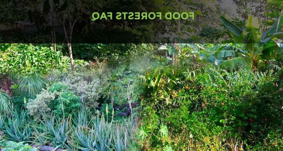 Comment créer un jardin forêt comestible étape par étape 3 Comment créer un jardin forêt comestible étape par étape