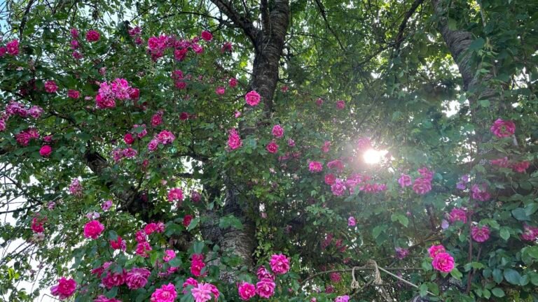 Comment choisir un rosier liane remontant résistant aux maladies 21 un jardinier choisissant un rosier liane