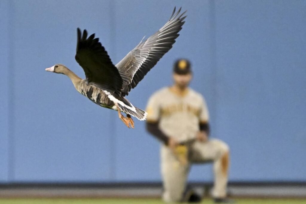 Comment réussir à échapper à l'oie dans le jeu "Échappe-toi si tu peux" 7 Comment réussir à échapper à l’oie dans le jeu « Échappe-toi si tu peux »