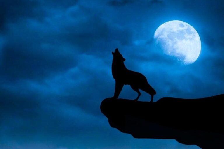 un loup garou hurlant sous la lune