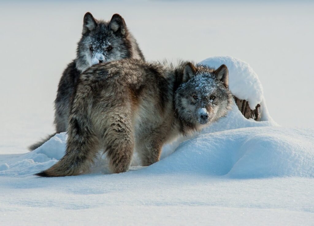Quel est le sens du jour où Loup gris est devenu bleu 1 un loup gris se transformant en bleu