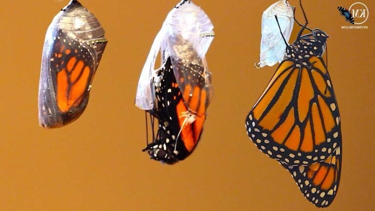 Est-il vraiment possible de renaître à tout âge 34 un papillon emergeant de sa chrysalide