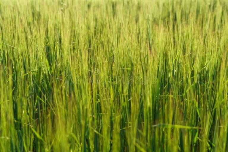 un paysage de ble en herbe verdoyant