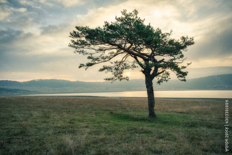 un paysage sauvage et isole