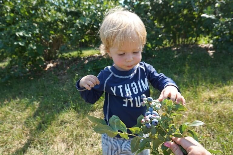 Qui est Momo, le petit prince des bleuets dans l'histoire 3 un petit garcon dans un champ de bleuets