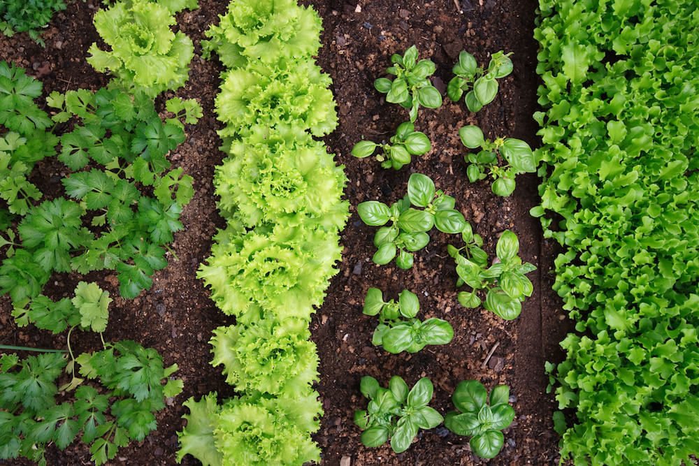 Comment entretenir mon potager mois par mois pour de bons récoltes 1 un potager verdoyant avec des legumes varies