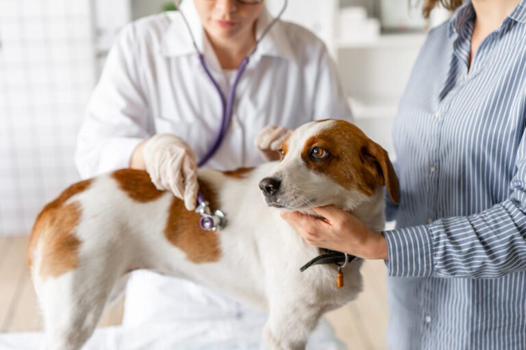 Quels métiers avec des animaux peut-on exercer sans diplôme 29 un veterinaire examinat un chien en consultation