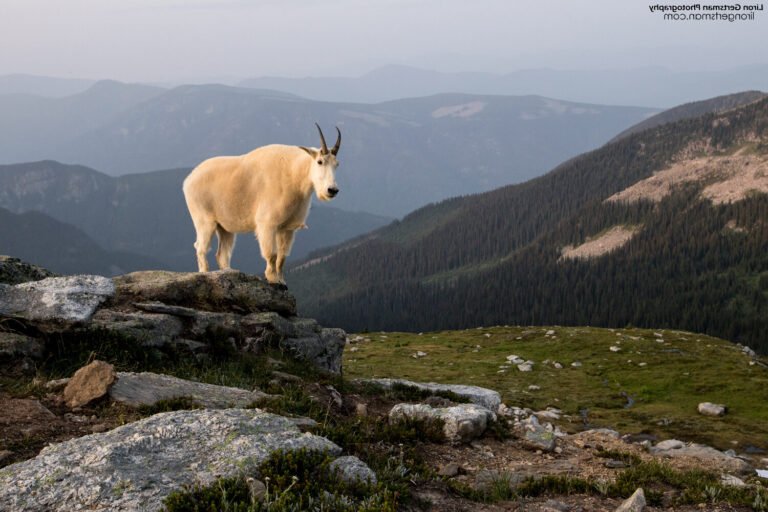 une chevre dans un paysage de montagne