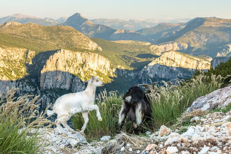 une chevre dans un paysage provencal