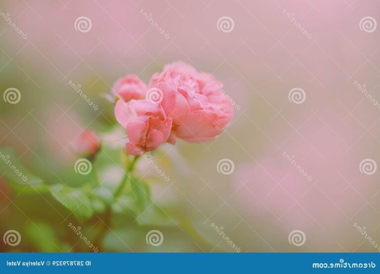 une rose delicate eclose au printemps