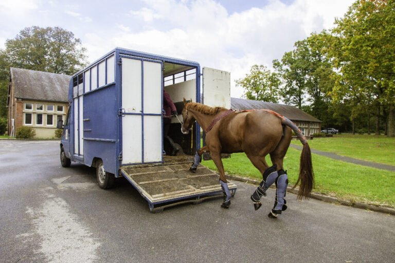 van adapte pour transporter des chevaux