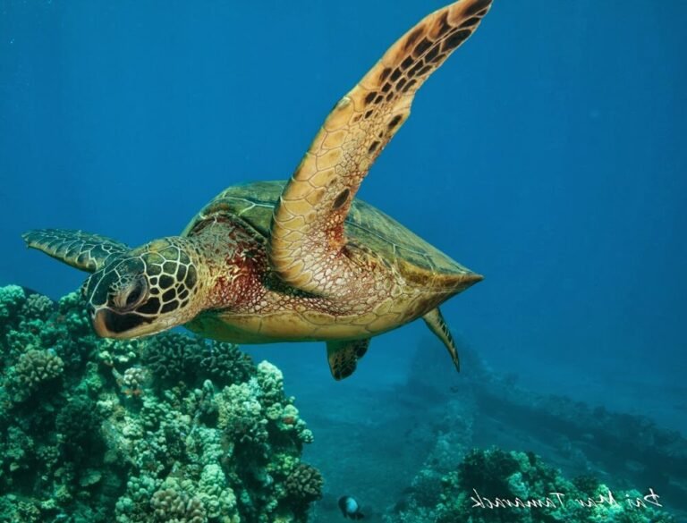 van tortue colore sur une route pittoresque