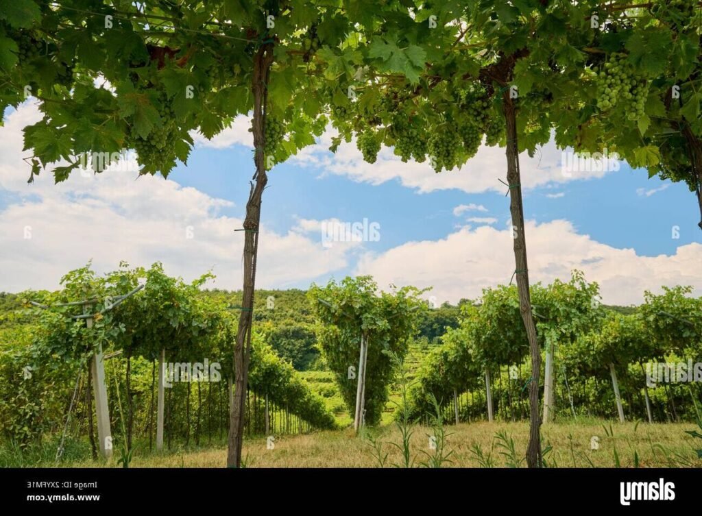 Le vin, c'est pas sorcier : comment le comprendre facilement 2 Le vin, c’est pas sorcier : comment le comprendre facilement