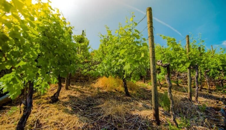 vignobles colores sous un ciel bleu