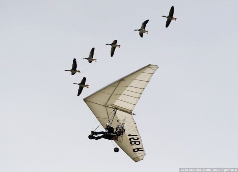 Comment vivre une expérience unique de vol ULM avec des oies 40 vol ulm a travers un vol doies